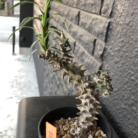 ceropegia   dimorpha《M size》