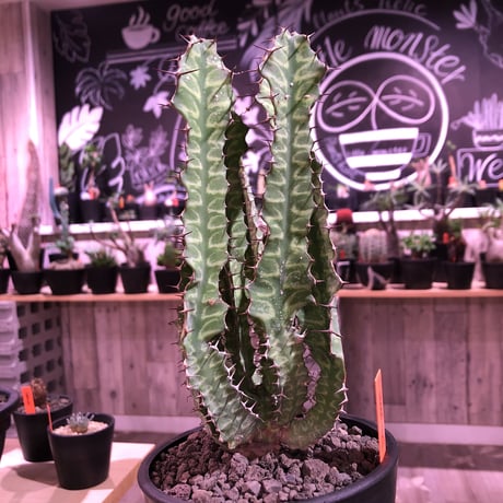 euphorbia enormis《M size》※大変カッコいい棘モノ塊根ユーフォルビア‼︎※mad black pot植え※限定２株