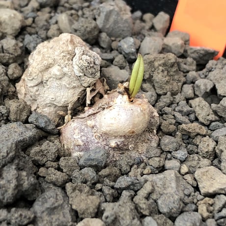 eriospermum cooperi《L size》驚愕‼︎冬型激希少年代物※現地球発根後店主国内管理8年株※年代物&立体塊根＆極美しい大きな葉も魅力な一株※mad black pot植え