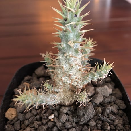 packypodium   gracilius《実生株》