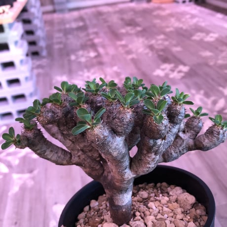 euphorbia    guillauminiana《M  size》細身でも枝数の激しい良美株‼︎