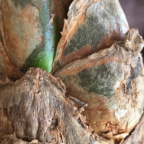 urginea epigea《L size》※現地球株発根済※丸み強くとびきり整ったぼってり樹形の大株‼︎開花時もゴージャスで魅力的なエピゲア※black bowl pot植え