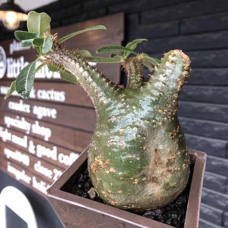 pachypodium gracilius《 M size》希少green肌&ぼってり樹形※現地球発根後店主国内管理3年株※balance良く極グリーン肌が◎※polyhedron pot植え