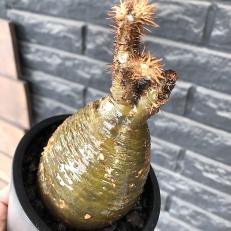 pachypodium gracilius《小さめM size》※希少‼︎極green肌ぼってり樹形※現地球発根後店主国内管理4年株※カラーも樹形も堪らない一株※mad black pot植え