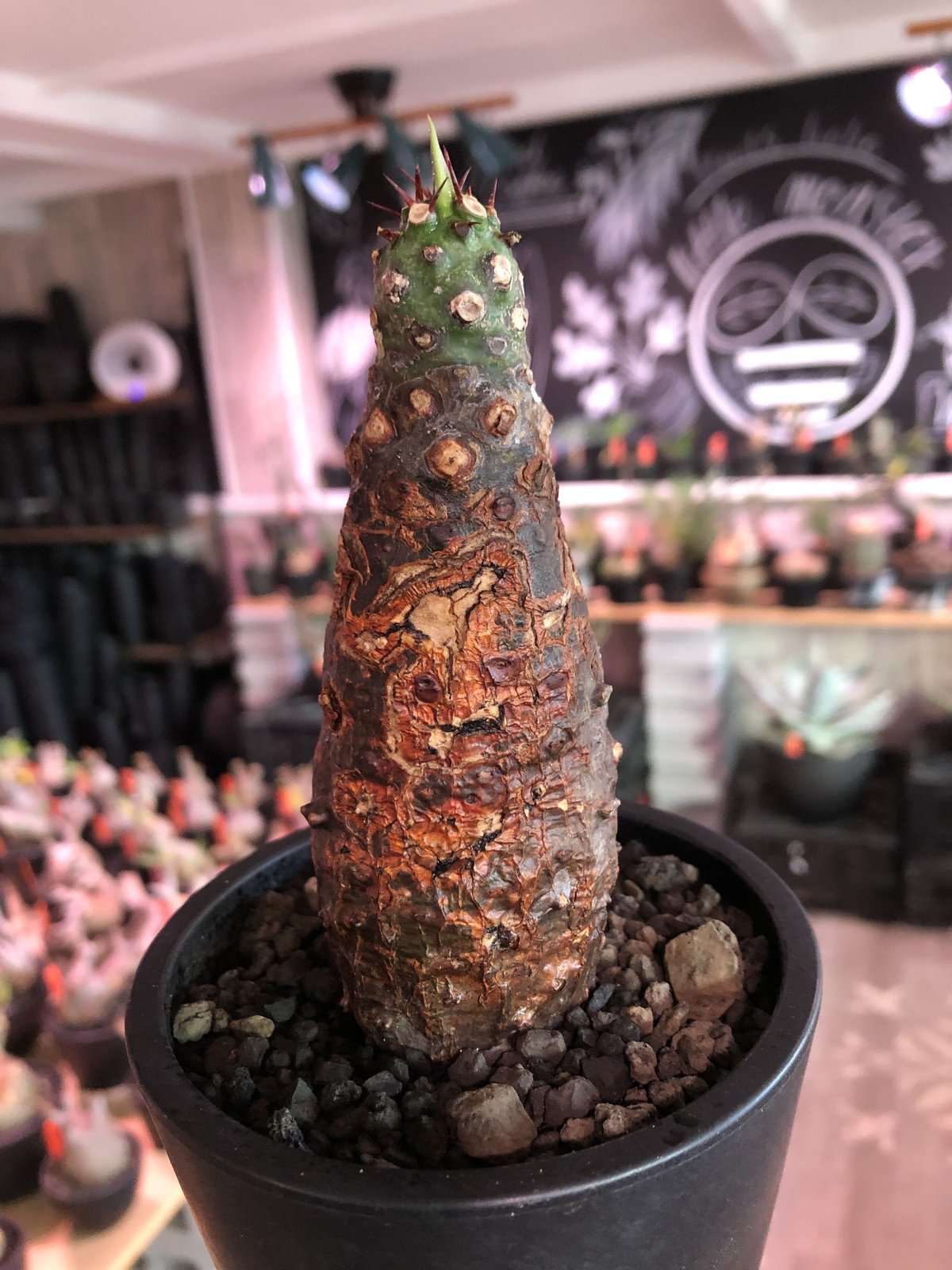 euphorbia pachypodioides《M size 》※現地球発根後店主国内管理