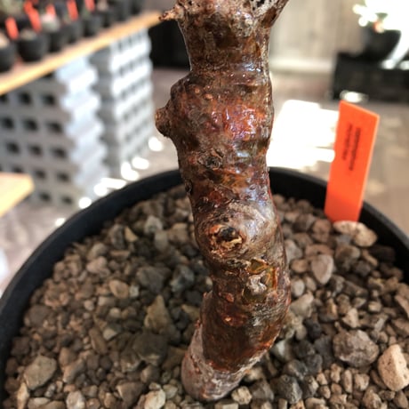 commiphora   monstrosa《 小さめM  size》※現地球発根済株※店主国内管理2年株※weight低く樹形バランス良きモンスト‼︎※black tall pot植え