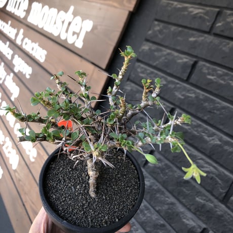 sarcocaulon  vanderietiae《小さめL size》※現地球発根後店主国内管理3年株※希少夏型種‼︎balance良樹形な幹上がり仕立て※mad black bowl pot植え