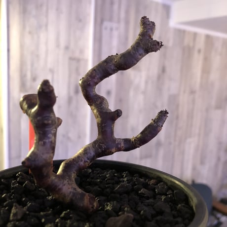 pelargonium  mirabile《M size》※限定1株‼︎　 枝ぶりバランスもちょうど良い育て甲斐のあるサイズ感が堪らない‼︎ ※mad black bowl pot植え‼︎