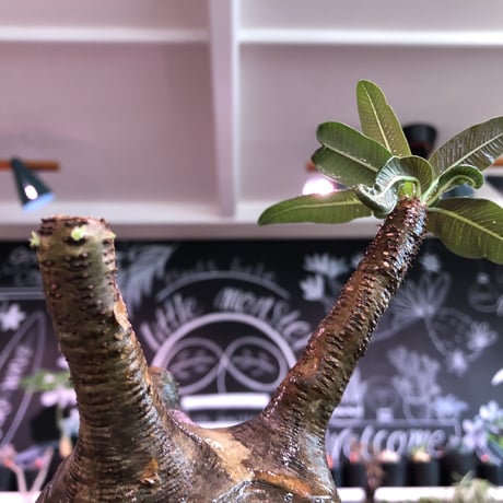packypodium  gracilius《L size》※現地球発根済株※店主国内管理3年株※激ウェイト低き可愛さと最高バランスな極ぼってり樹形選抜株※mad black bowl pot植え