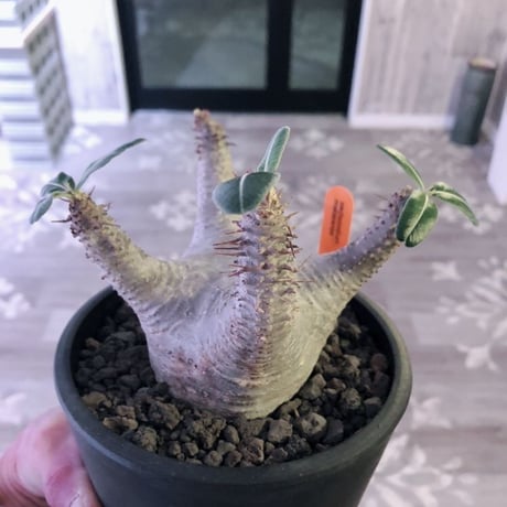 packypodium  makayense《M size》