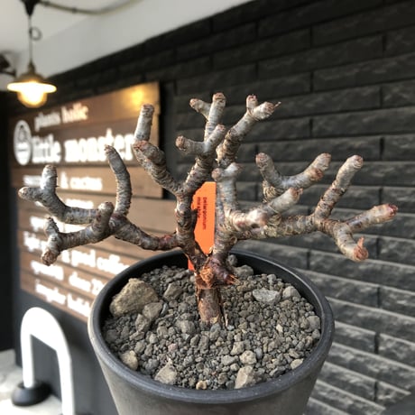 pelargonium  mirabile《大きめM size》※現地球店主国内管理4年株※愛おしく堪らない冬型の人気者‼︎極weight低き良枝振り樹形※mad black pot植え