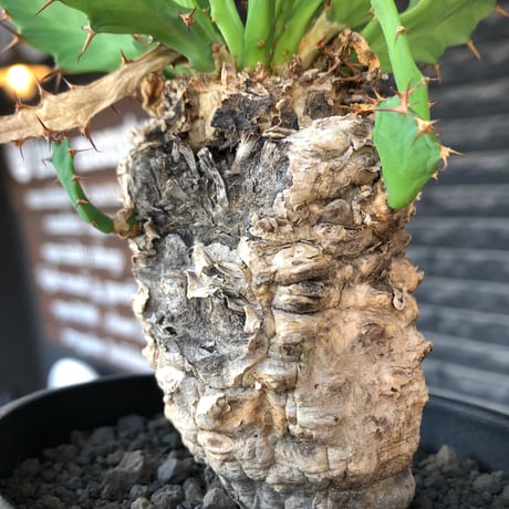 euphorbia clavigera 《M size》※現地球株発根済※ワイルドすぎる勲章（傷跡）を持ち樹形バランスも抜群な良き出立ちな一株※black pot植え