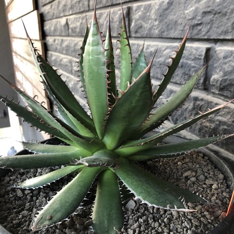 agave horrida《L L size》※現地球発根後店主国内管理3年株※締まり&樹形balance良きbigなホリダ※プラ浅鉢植え
