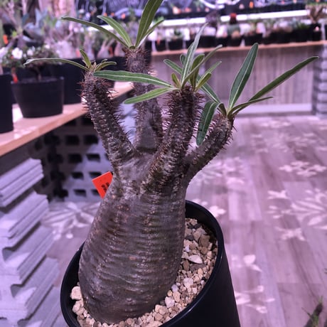 packypodium  gracilius《M size》※現地球株  発根済み株‼︎  丸めor良型株（限定12株）