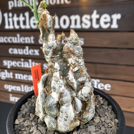 cephalopentandra ecirrhosa《 L size》ゴツゴツ極太株※現地球発根済株※店主国内管理7年株※幹のボコボコ感が強きパキプスかの如く厳つい一株※mad black pot植え