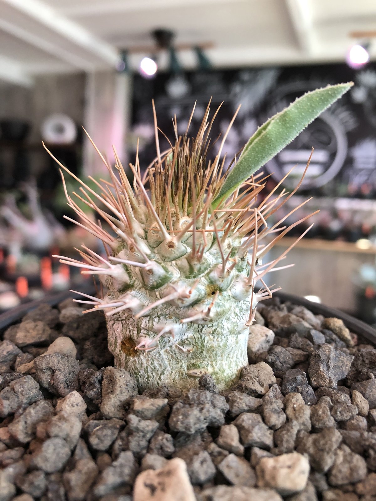 packypodium namaquanum 光堂《M size》littmon seed🌱 packypodium namaquanum 光堂《M size》littmon seed🌱