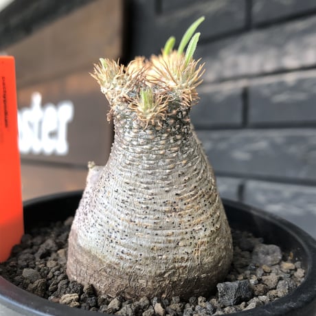 pachypodium gracilius《大きめS size》※極短枝ぼってり株※現地球発根後店主国内管理3年株※極短枝且つぼってり愛くるしい一株※mad black pot植え