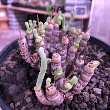 monilaria   moniliformis《M size》希少群生株 ※冬型caudex‼︎　オススメ株　※浅鉢植え