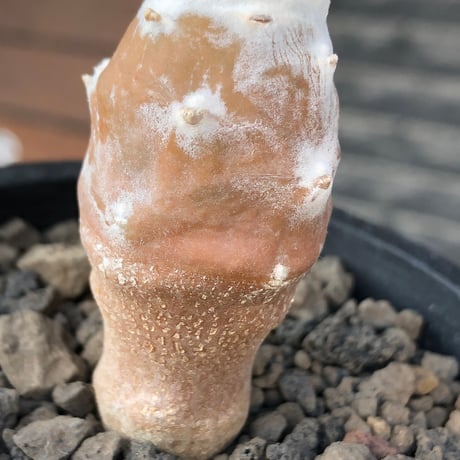 othonna cyclophylla《M size》※現地球株発根済※淡い冬型らしいカラーのギザギザ葉がかわいいシクロフィラ※black pot植え