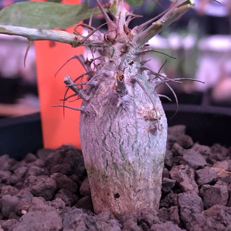 fouquieria columnaris 観峰玉《S size》※現地球発根済株※美しい白肌に小振りでもぼってり樹形な冬の人気者※mad black pot植え