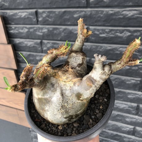 pachypodium gracilius《L size》※現地球発根後店主国内管理4年株※ぼってり偏平樹形にガクガク枝振りが堪らない一株‼︎※mad black bowl pot植え