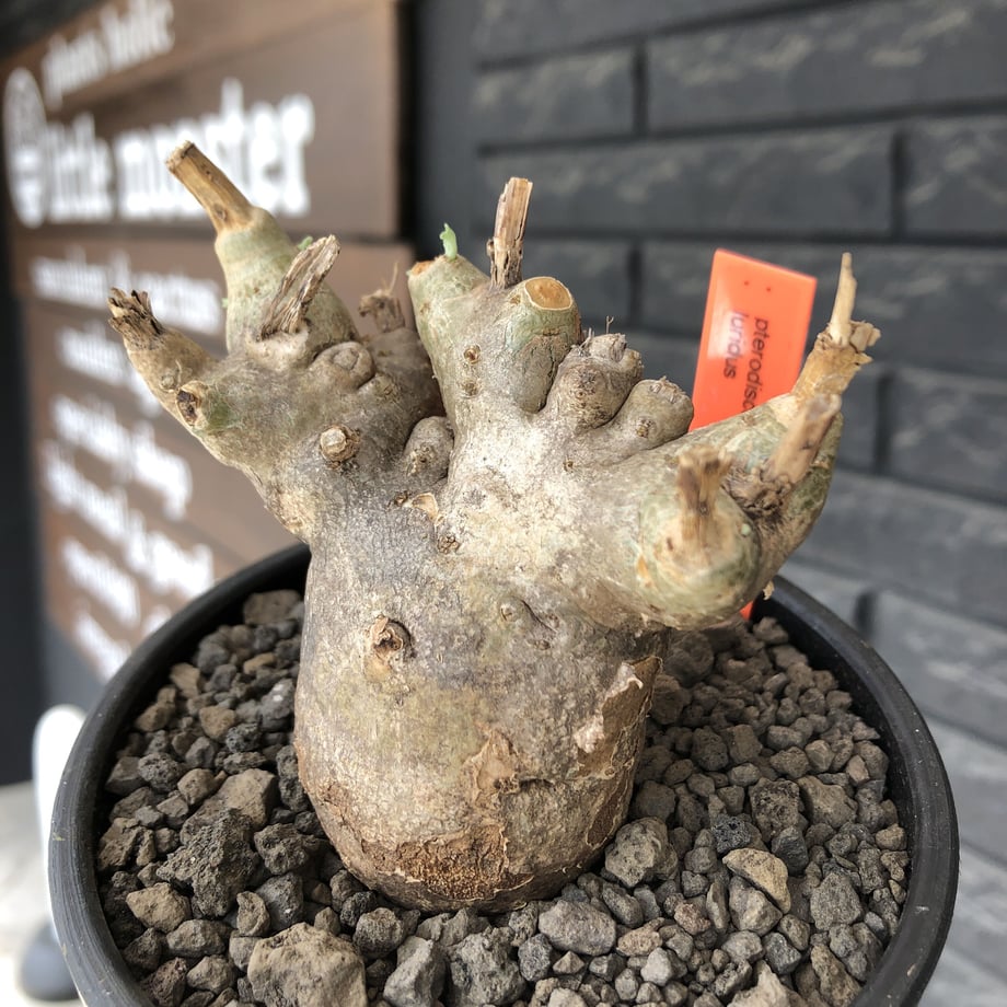 60adbc8450a48a39997ecfae