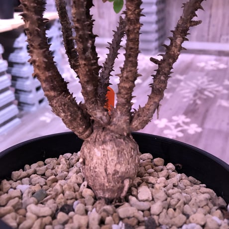 euphorbia    hofstaetteri《L size》希少‼︎