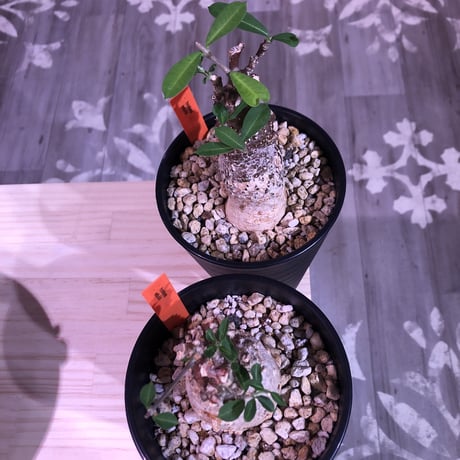 hockea  edulis《M size》