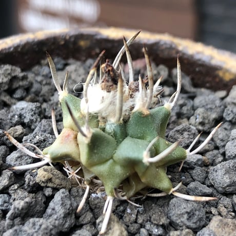 turbinicarpus 白棘昇竜丸《S size》※現地球株カキ仔（斑入り）※激希少‼︎流通なき白棘昇竜丸の斑入り株のため鬼熱となりイキリ立った刀のような白棘と開花時も堪らない一株※信楽焼植え