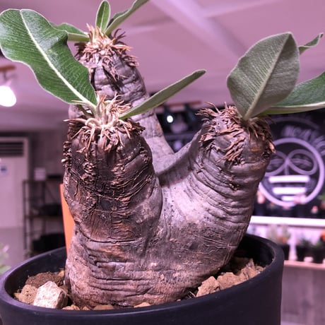 packypodium    roslatum var. eburneum（M  size）