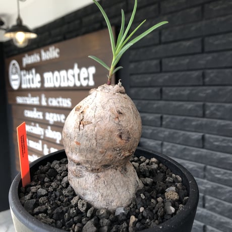 euphorbia trichadenia《LL size》※現地球株発根済※驚愕‼︎極めて荒々しくwildならしからぬ出立ちが堪らない両A面な大株※mad black bowl pot植え