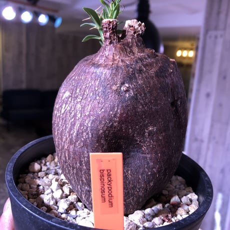 packypodium   bispinosum《M  size》