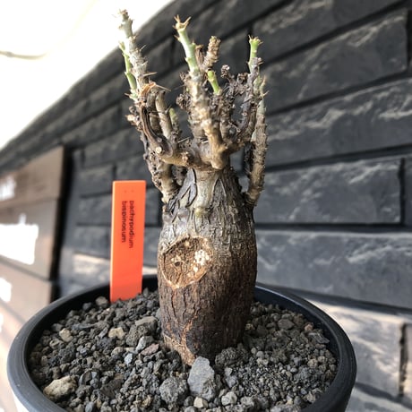 pachypodium bispinosum 《小さめM size》希少‼︎極black肌※現地球発根後店主国内管理3年株※勲章的傷跡に焦げついたほど黒き一株※mad black pot植え