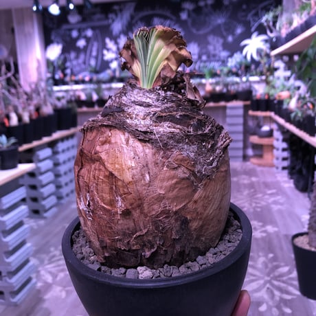 boophane   disticha  《 L size》※驚愕‼︎big過ぎる球体株‼︎※mad black bowl pot植え
