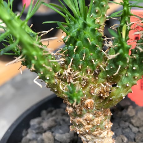 euphorbia caput-medusae 天荒竜《S size》※現地球株発根済※珍しい小振りながら整った樹形バランスと枝振りも良き一株‼︎※black bowl pot植え