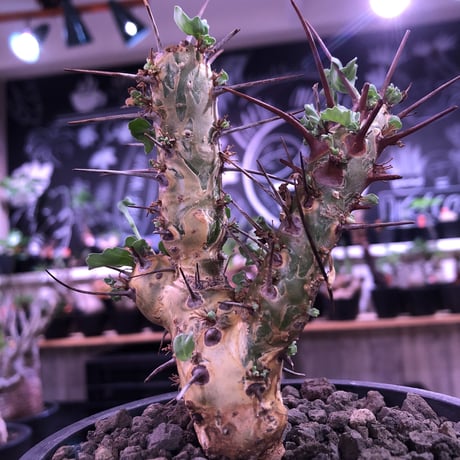 sarcocaulon crassicaule《  M  size》※現地球発根済株※店主国内管理3年株※赤強刺に縮れた葉と白花のギャップ萌えするwildな一株※mad black pot植え