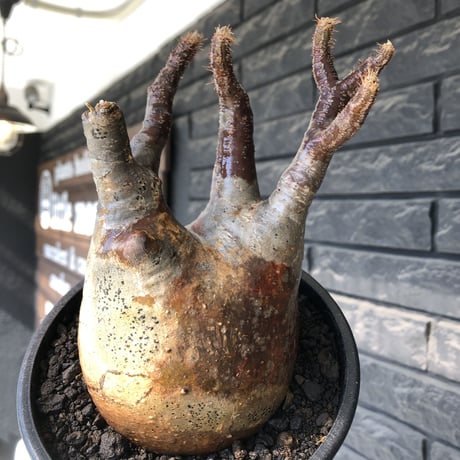 pachypodium gracilius《小さめ L size》※一部極赤肌&低重心株※現地球発根後店主国内管理4年株※班模様みたく赤肌とぼってり樹形が堪らない※mad black pot植え