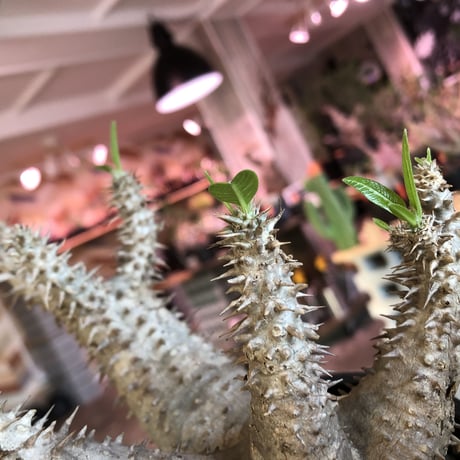 packypodium   makayense《M size》4分頭株※現地球発根済株※小振が故の良さが伝わる大変綺麗な装いのfour-he'dマカイ‼︎将来有望株※mad black pot植え