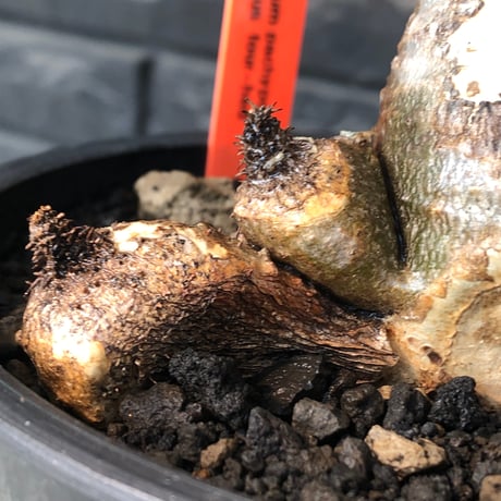 pachypodium gracilius《M size》現地焼け肌&4-he'd株※現地球発根後店主国内管理3年株※まさに🥚卵のかの如く‼️渾身の一株※mad black bowl pot植え