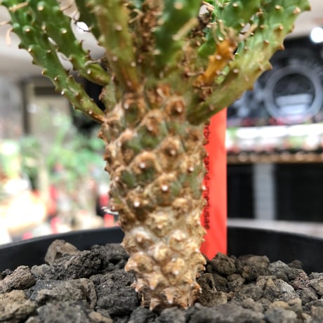 euphorbia caput-medusae 天荒竜《S size》※現地球株発根済※珍しい小振りながら整った樹形バランスと枝振りも良き一株‼︎※black bowl pot植え