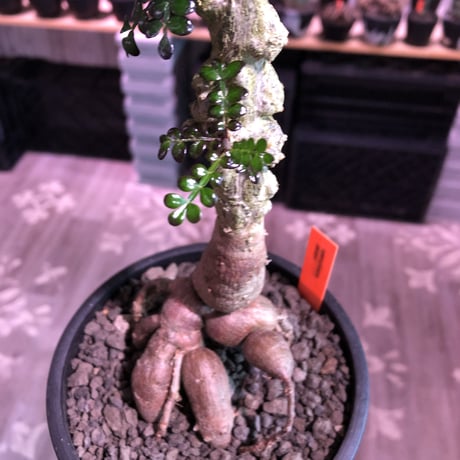 opercullicarya   decaryi  littmon  seed🌱  《9年株》※長きに渡り育て幹のボコボコも強きパワータンクもゴツいオススメ株※mad  black  pot植え