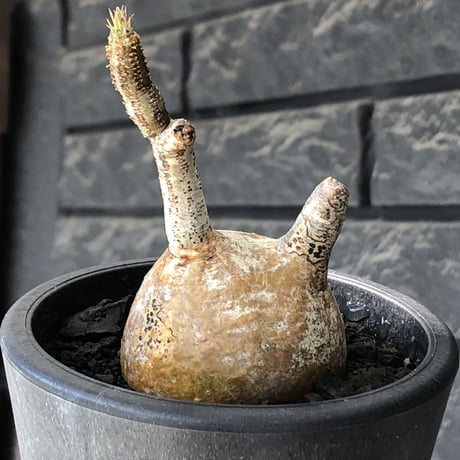 pachypodium gracilius《S size》希少‼︎yellow肌＆球体株※現地球発根後店主国内管理2年株※360度まん丸球体樹形の堪らなくかわいい一株※mad black pot植え