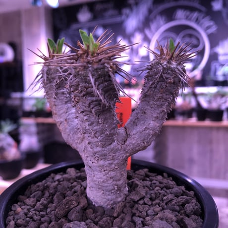euphorbia  guillauminiana《S size》※現地球発根済株※小振りでも現地球株らしい表皮質のwildさ＆美しさの二面性持つ一株※mad black pot植え