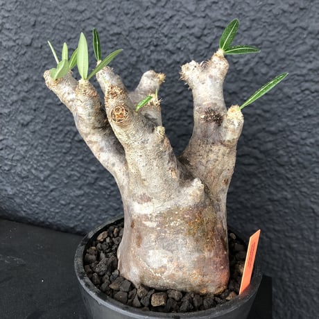 packypodium    inopinatum《L  size》