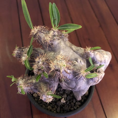 packypodium brevicalyx《M size》正真正銘W-head🌵🌵※発根済み株  littmon激オススメ株‼︎   ※mad  black  pot植え