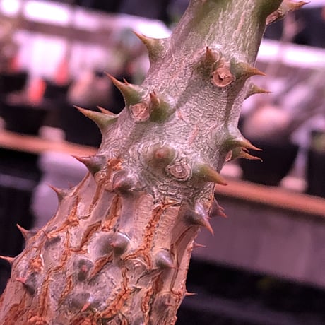 pachypodium  windsori i× baronii  《M size》希少※現地実生発根済株※成長楽しみな双方の良さが活きた将来有望株※mad black pot植え
