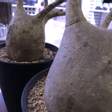 packypodium    gracilius《LL size》※現地球株  ※発根済み株