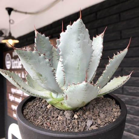 agave guadalajalana《L size》※現地球株発根済※大きめ且つ締まり良き美しい選抜株※mad black bowl pot植え