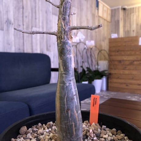 bursera  fagaroides《M size》