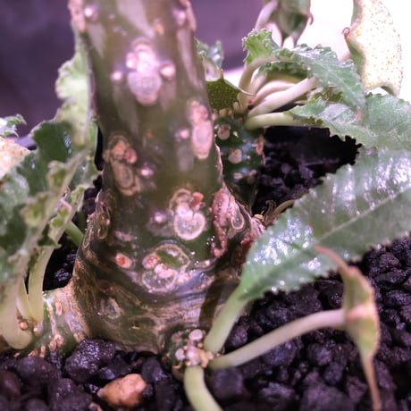 dorstenia   lavrani《L size》希少‼︎ でっぷり塊根部&五本の良き枝振り株 ※mad  black  pot植え